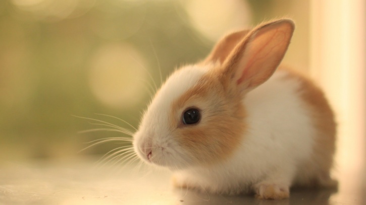 Animal testing banned in India